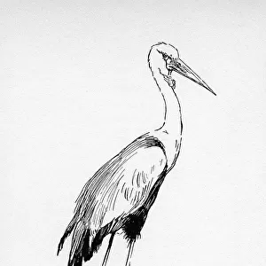 Illustration by Cecil Aldin, The Crane