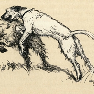 Illustration by Cecil Aldin, a dog who attacked goats