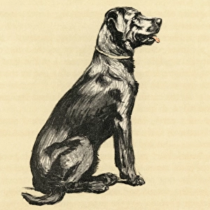 Illustration by Cecil Aldin, a dog who stole eggs