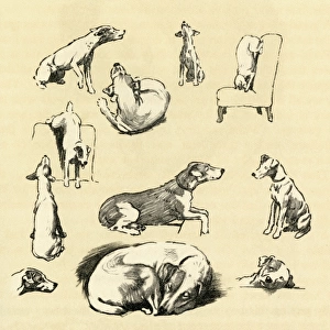 Illustration by Cecil Aldin, fox terrier posing as model