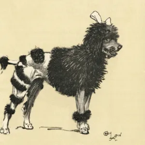 Illustration by Cecil Aldin, French poodle