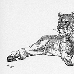 Illustration by Cecil Aldin, The Lioness