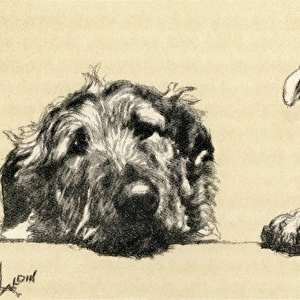 Illustration by Cecil Aldin, Micky and Cracker