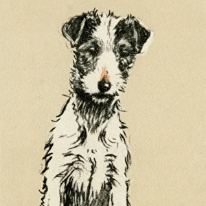 Illustration by Cecil Aldin, rough-haired terrier