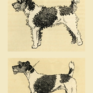 Illustration by Cecil Aldin, terrier before and after