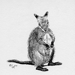 Illustration by Cecil Aldin, The Wallaby