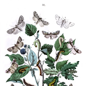 Illustration, Cymatophoridae -- Acronyctidae