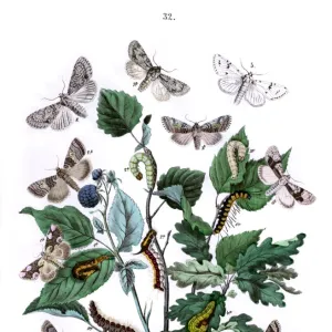 Illustration, Cymatophoridae -- Acronyctidae