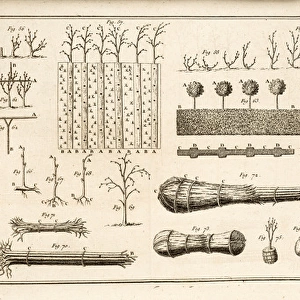 Illustration of growing and managing trees