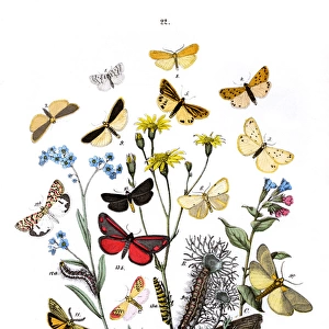 Illustration, Lithosidae -- Arctiidae