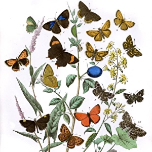 Illustration, Lycaenidae -- Hesperiidae
