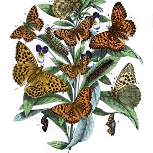 Illustration, Nymphalidae