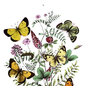 Illustration, Pieridae
