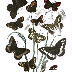 Illustration, Satyridae