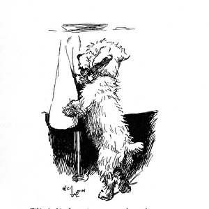 Illustrations of a Sealyham terrier by Cecil Aldin