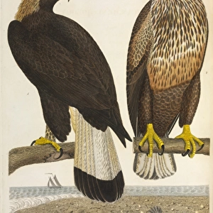 Immature Golden Eagle and Bald Eagle