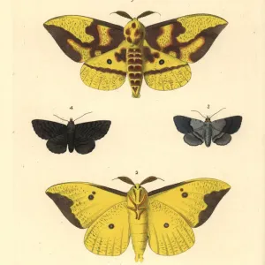 Moth de l'empire, Zéphyrine grise bandée et Zéphyrine noire Moth de l'empire, Zéphyrine grise bandée et Zéphyrine noire