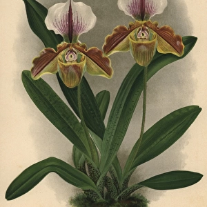 Imperiale variety of Cypripedium lathamianum hybrid orchid