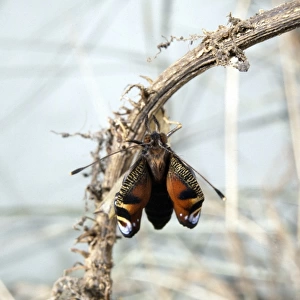 Inachis io, peacock butterfly, emerging from its pupa
