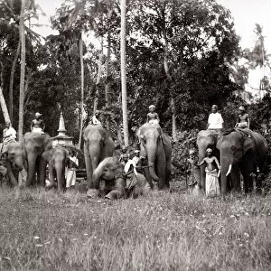 India Ceylon Sri Lanka working elephants and mahouts