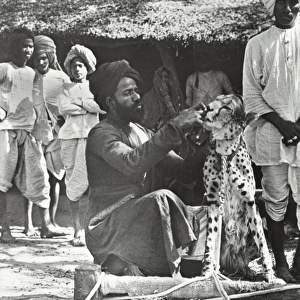 India - A hunting Cheetah on leash, Ulwar