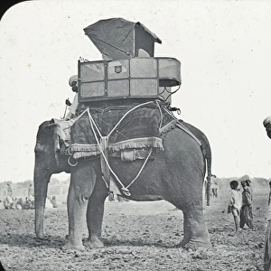 India - Hunting Elephant with Sporting Howdah