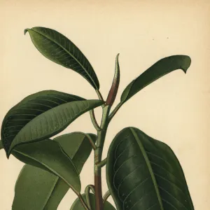 India-rubber plant, Ficus elastica