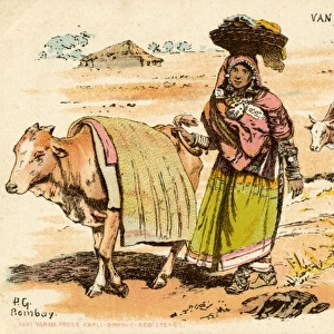 India - Van Gari Woman leading an Ox
