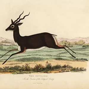 Indian antelope or blackbuck, Antilope cervicapra