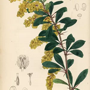 Indian barberry, Berberis aristata