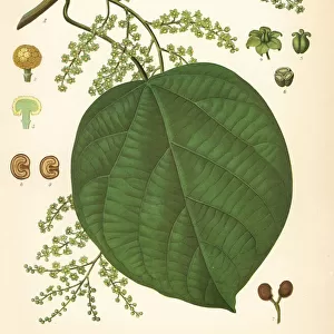 Indian berry tree, Anamirta cocculus