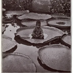 Indian boy sitting on Victoria Regia water lily leaf