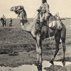 Indian Camel Cavalry