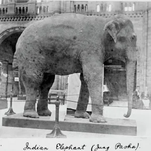 Indian elephant, c. 1898