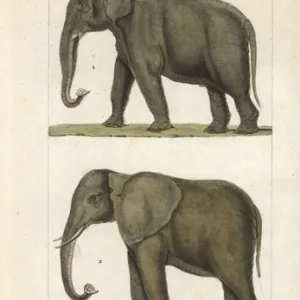 Indian elephant, Elephas maximus indicus