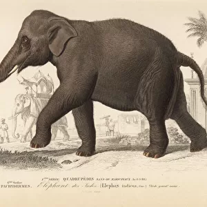 Indian elephant, Elephas maximus indicus. Endangered