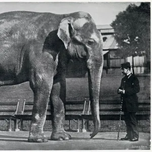 Indian Elephant in London Zoo 1896