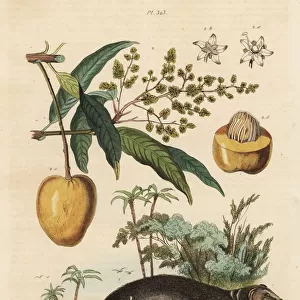 Indian grey mongoose and mango fruit