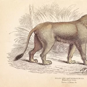 Indian lion, Panthera leo goojratensis. Endangered