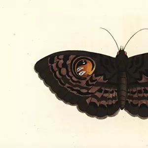 Indian owl moth, Erebus macrops