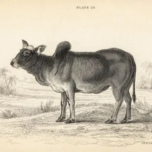 Indian ox or zebu, Bos primigenius indicus