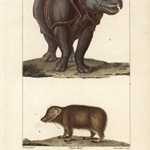 Indian rhino, Rhinoceros unicornis (vulnerable)