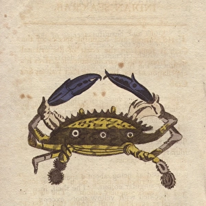 Indian sea crab with yellow shell, marked with