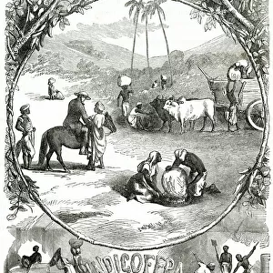 INDIGO CULTIVATION 1871