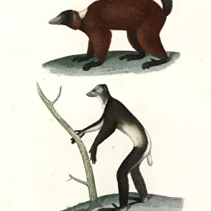 Indri and red-ruffed lemur