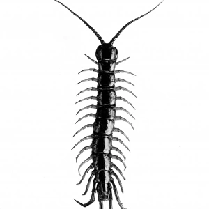 Insect / Centipede