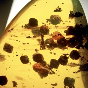 Insect droppings in Dominican amber