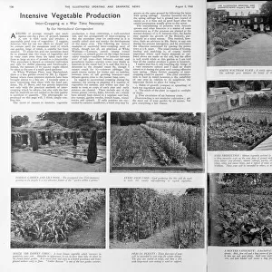 Intensive vegetable production, 1940