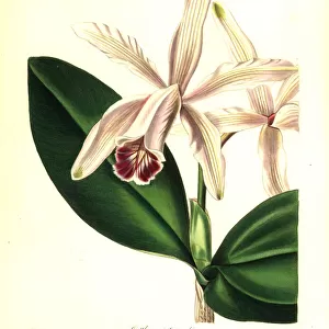 Intermediate cattleya orchid, Cattleya indermedia