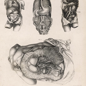 Internal Organs / Diagrams